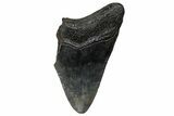 Partial Megalodon Tooth - South Carolina #359096-1
